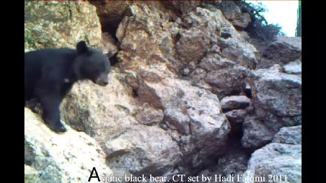 تصاویری کمیاب از خرس سیاه آسیایی