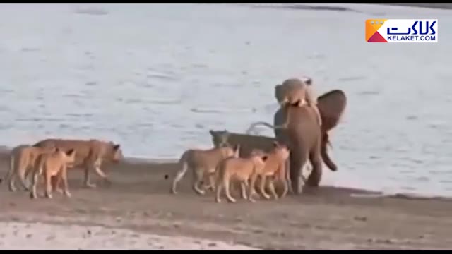 حمله عجیب و دسته جمعی شیرها به یک فیل