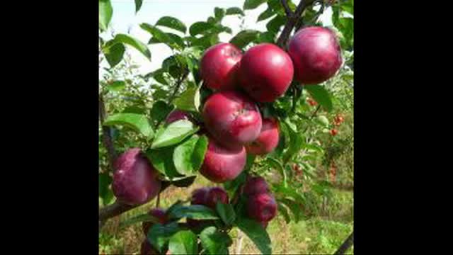 نهال سیب در کرج 09121270623 - خرید نهال - فروش نهال - قیمت نهال