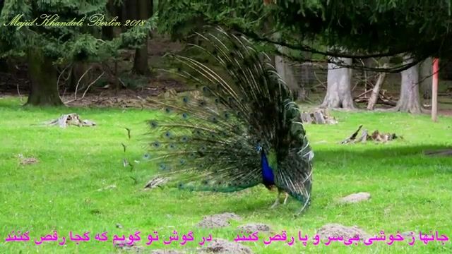ویدیو از رباعی شمارهٔ 555 دیوان شمس