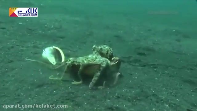ویدیو جذاب از اختاپوستی که درون صدف مخفی میشود