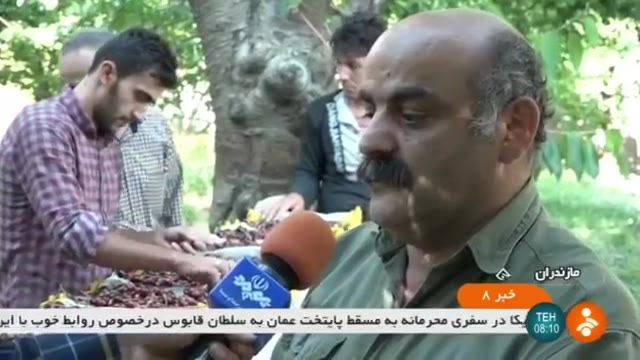 Iran Organic Cherry harvest, Larijan district برداشت گیلاس بخش لاریجان ایران