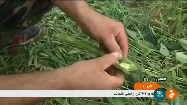 Iran GermPlasm research center for Green Fava Beans مرکز پژوهشی و بانک ژنتیک باقلا سبز گلستان ایران