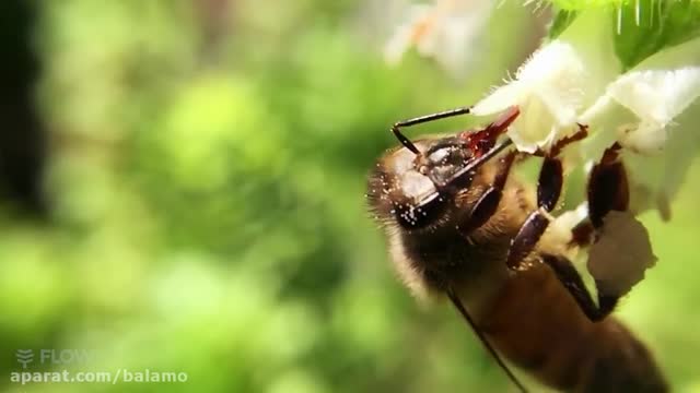 جمع آوری شهد گل توسط زنبور عسل ـ‌ آرامش بخش
