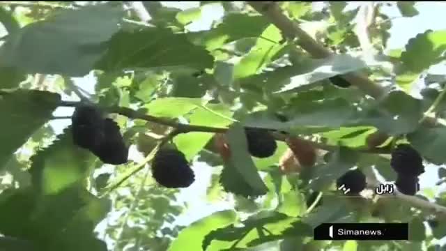 Iran White & Black Berry picking, Zabol county برداشت توت سفید و محصولات شهرستان زابل ایران