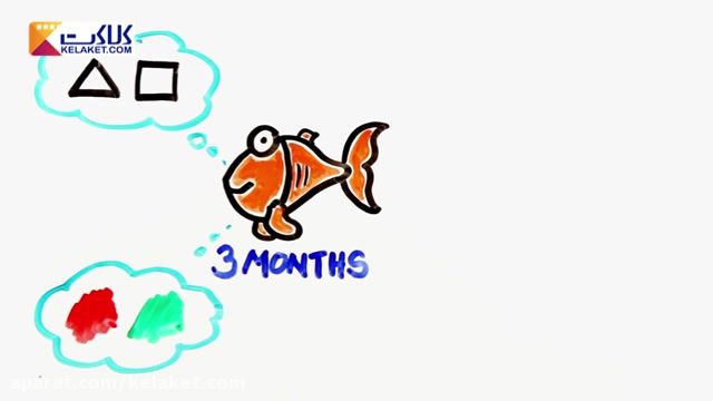 (مقایسه انسان و ماهی )آیا حافظه شما بیش تر است یا ماهی؟!
