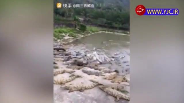 غذا دادن به تمساح ها در دریاچه مصنوعی در چین