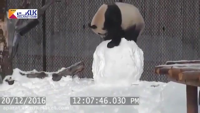 بازی جذاب و بامزه پاندا با آدم برفی در باغ وحش تورنتوی کانادا 