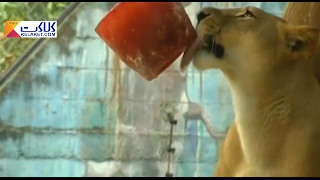 وعده غذایی یخ زده برای حیوانات باغ وحشی در کلمبیا‬ 