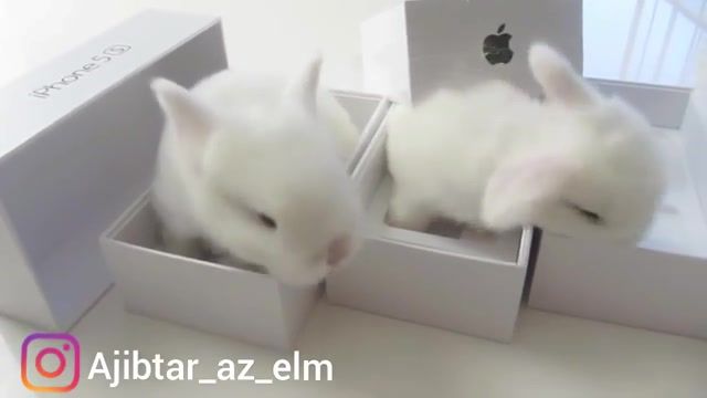 چند خرگوش مینیاتوری به عنوان کادو در بسته بندی گوشی اپل