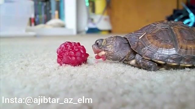 نحوه خوردن تمشک توسط یک بچه لاکپشت - واقعا قشنگه