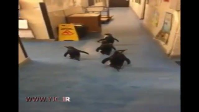 هجوم پنگوین ها به یک بیمارستان بعد از فرار از باغ وحش