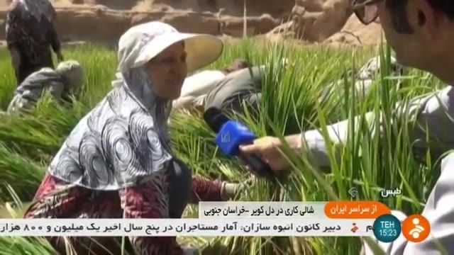 Iran Azmiqan village, Golshan Tabas county, Rice field کشتزار برنج روسای ازمیغان طبس گلشن ایران