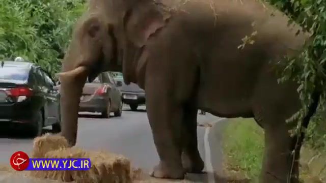 سرقت فیل گرسنه از بار یک کامیون در تایلند