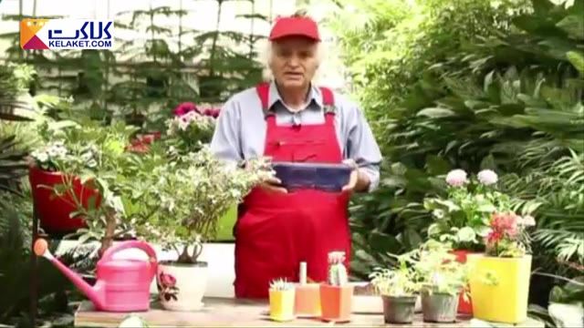 بن سای: یک روش بسیار جذاب برای نگهداری گیاهان