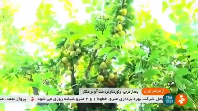 Iran Yellow plum harvest, Karaj county برداشت آلوزرد شهرستان کرج ایران