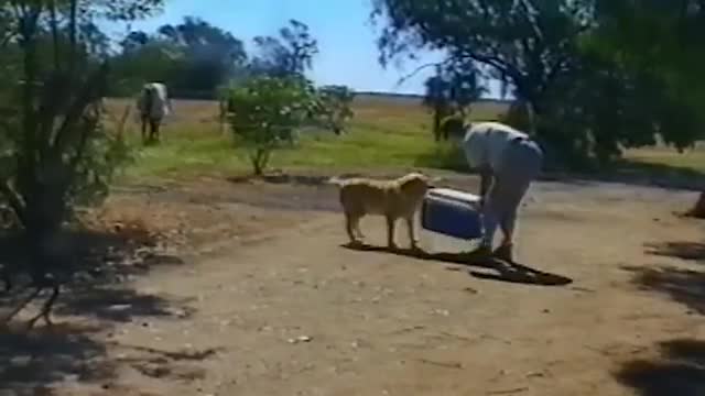 حیوانات به یکدیگر و صاحبانشان کمک میکنند