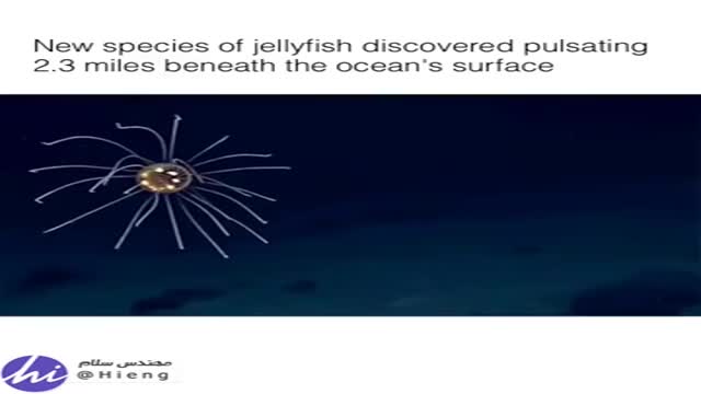 ‫گونه ای جدید از عروس دریای در عمق 3.7 کیلومتری اقیانوس کشف شد.‬‎