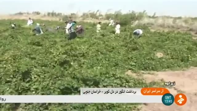 Iran Grapes harvest, Mohamad-Abad village, Zirkuh county برداشت انگور روستای محمدآباد زیرکوه ایران