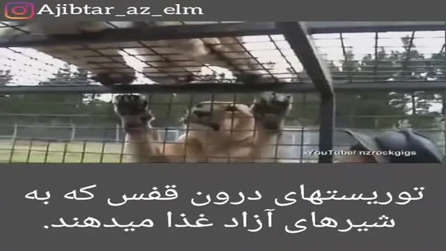 باغ وحشی با شیرهای وحشی آزاد و توریست های در قفس