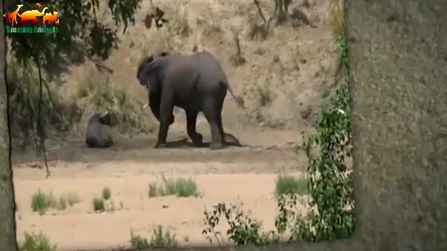 فیل ، بوفالو را از شر سلطان جنگل رها میکند