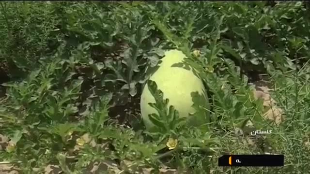 Iran Atrak watermelon harvest, Gonbad-e kavous county برداشت هندوانه اترک گنبدکاووس ایران
