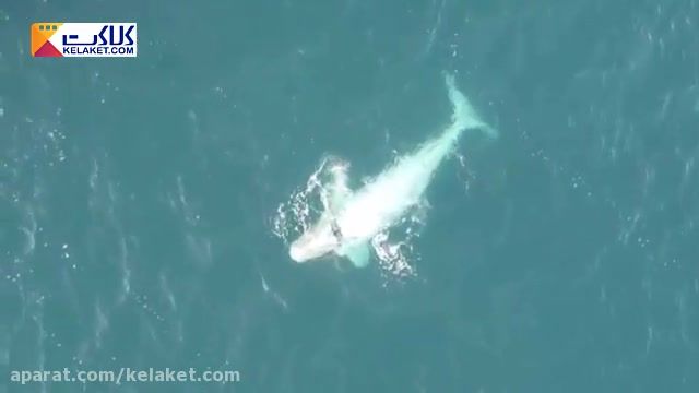 ویدیو ی شگفت انگیزی از یک بچه نهنگ سفید کمیاب و زیبا
