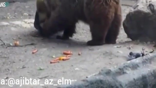 نجات کلاغی که در آب افتاده بود توسط خرس
