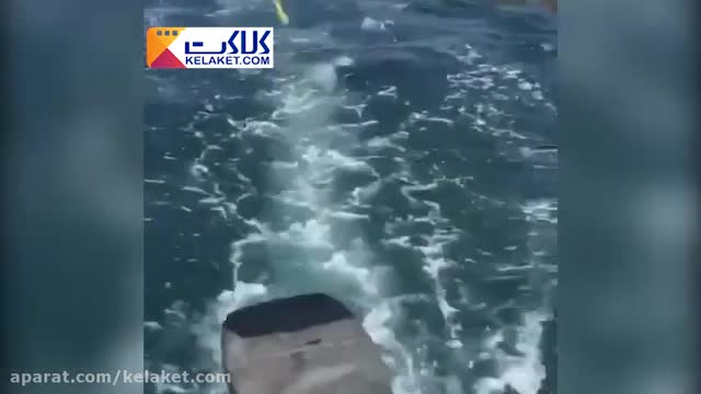 حضور تامل برانگیز و بی سابقه نهنگ قاتل (نهنگ ارکا)در آبهای بوشهر