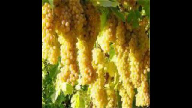 نهال انگور در گرگان 09121270623 - خرید نهال - فروش نهال - قیمت نهال
