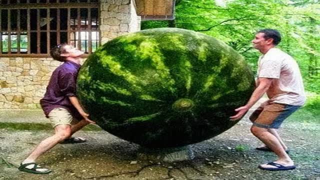 بزرگترین هندوانه در جهان