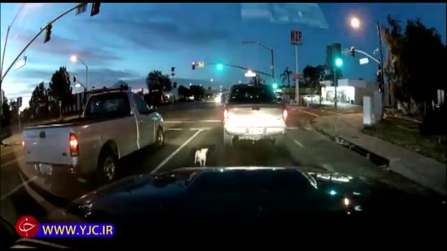 زیر گرفتن یک توله سگ توسط خودروی لوکس در خیابان