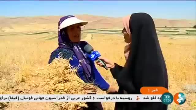 Iran Mechanized Yellow Pea harvest, Harsin county برداشت مکانیزه نخود هرسین ایران