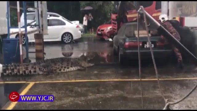 ناکامی آتش نشانان در شکار تمساح غول پیکر در کنار خیابان