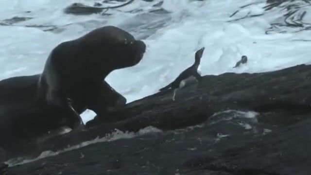 پنگوین های بیچاره زیر حملات وحشیانه فک دریایی !!