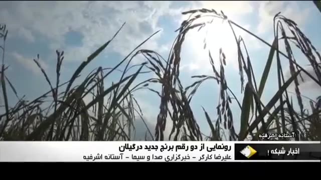 Iran Unveils two new Rice dubbed Taher & Qods طاهر و قدس دو برنج جدید ایران