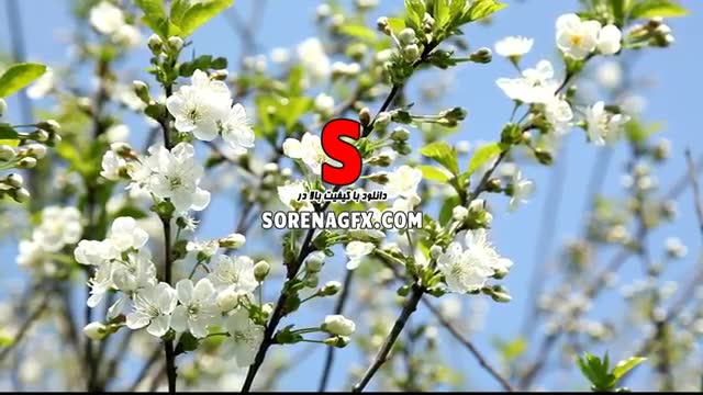 ‫فوتیج با کیفیت از شکوفه های بهاری‬‎