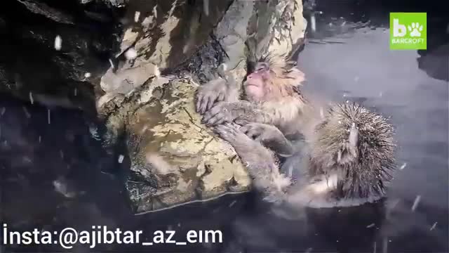 حمام آبگرم میمون ژاپنی در سرمای زمستان