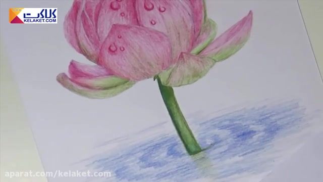 آموزش نقاشی با مداد رنگی: کشیدن گل نیلوفر 
