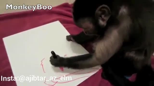 کشیدن نقاشی توسط میمون باهوش