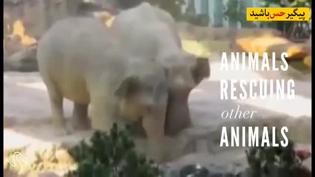 ‫وقتی حیوانات به هم کمک می کنند‬‎