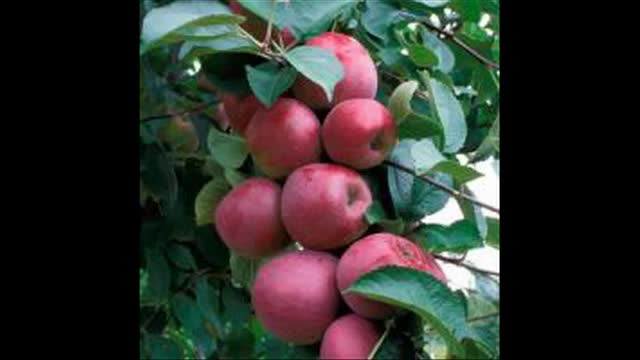 نهال سیب در اصفهان 09121270623 - خرید نهال - فروش نهال - قیمت نهال