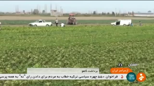 Iran Lettuce harvesting, Gorgan county برداشت کاهو شهرستان گرگان ایران
