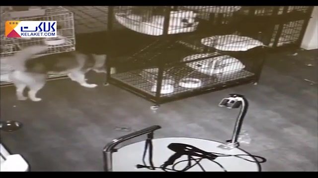 فرار از زندان !!سگ باهوشی که خود و دوستانش را از قفس نجات داد