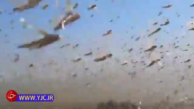حمله صد میلیون ملخ به مزرعه ای در روسیه