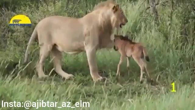 منصرف شدن شیر از خوردن شکارش و حفاظت از شکار در برابر سایر شیرها