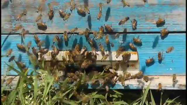 کشف علت جدید کاهش جمعیت زنبورهای عسل