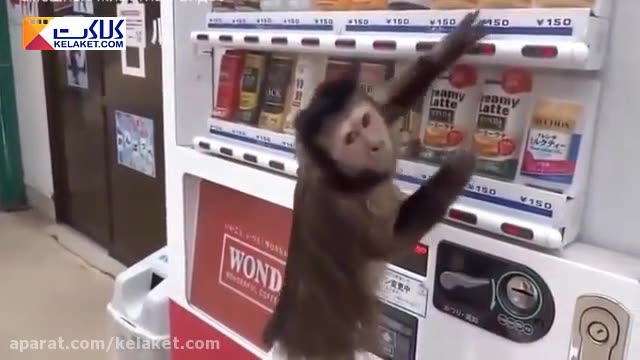 تلاش بچه میمون بازیگوش برای خرید آبمیوه  موردعلاقش!!