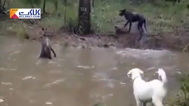 ویدیویی جالب از نبرد هیجانی بین سگ و کانگرو