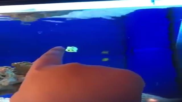 ‫این ماهی کوچک انگشت شما را دنبال میکند‬‎